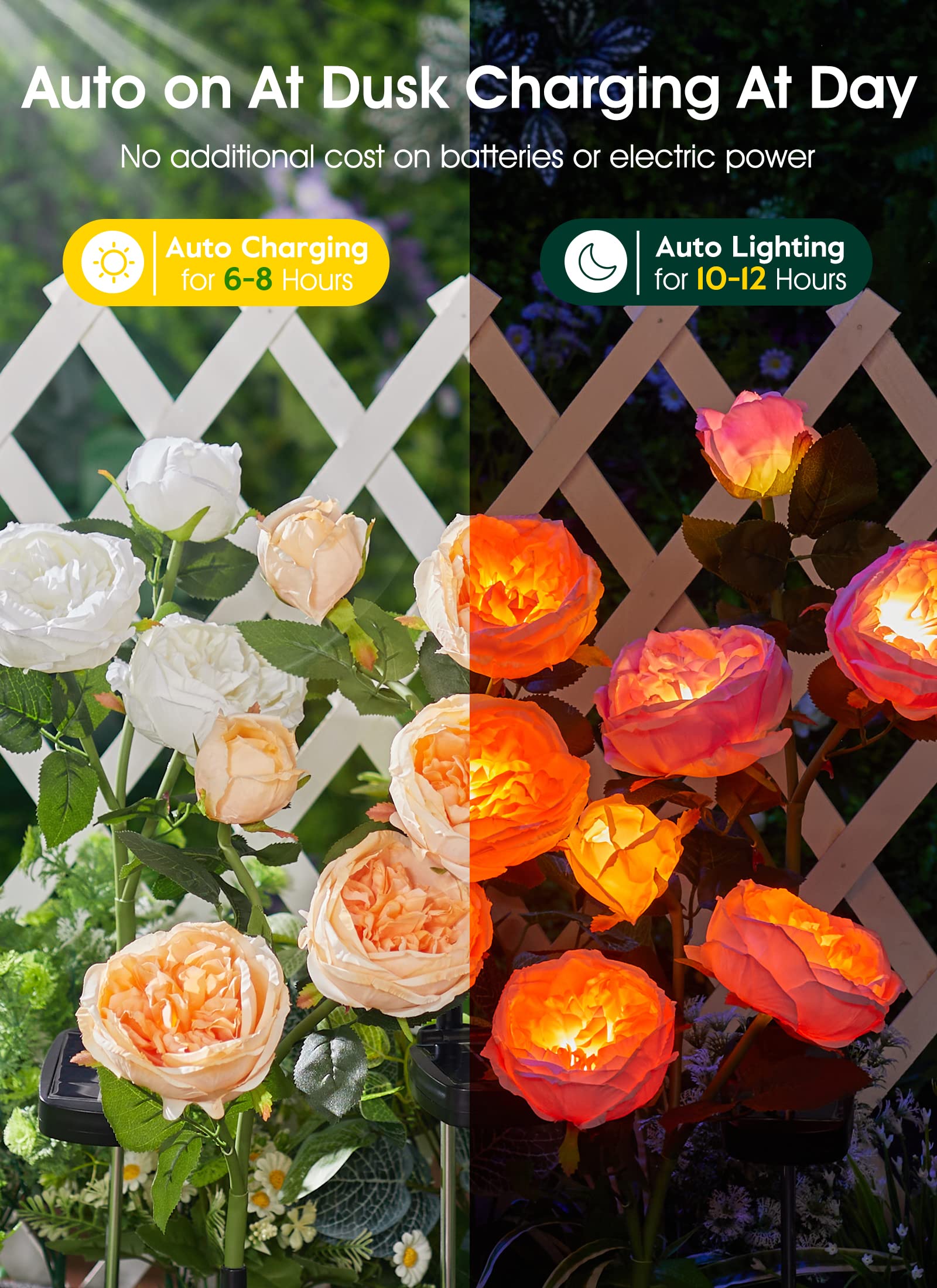 1 x 4 Pack / Austin Rose