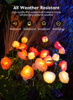 1 x 4 Pack / Austin Rose